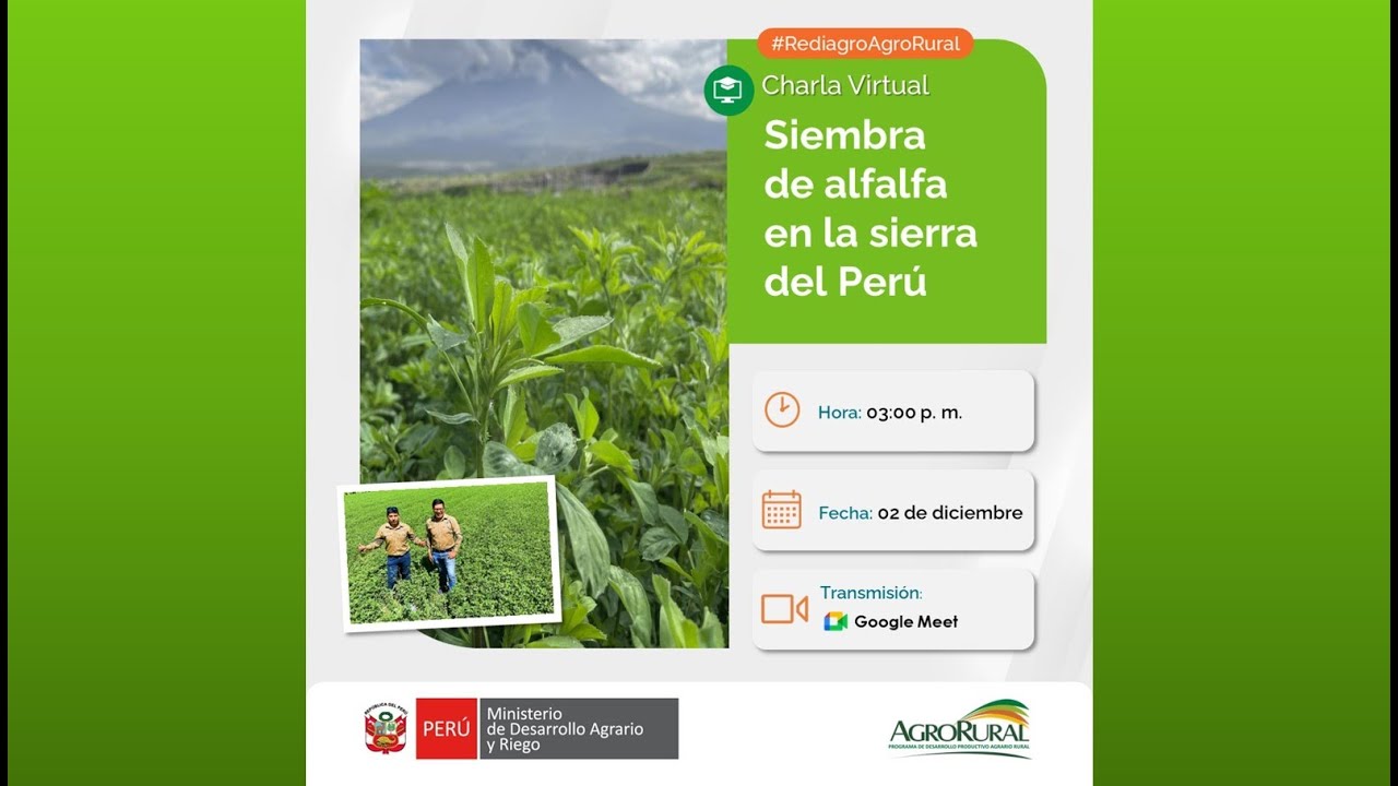 Experiencias de siembra de alfalfa en la sierra del Perú   02.12.2025