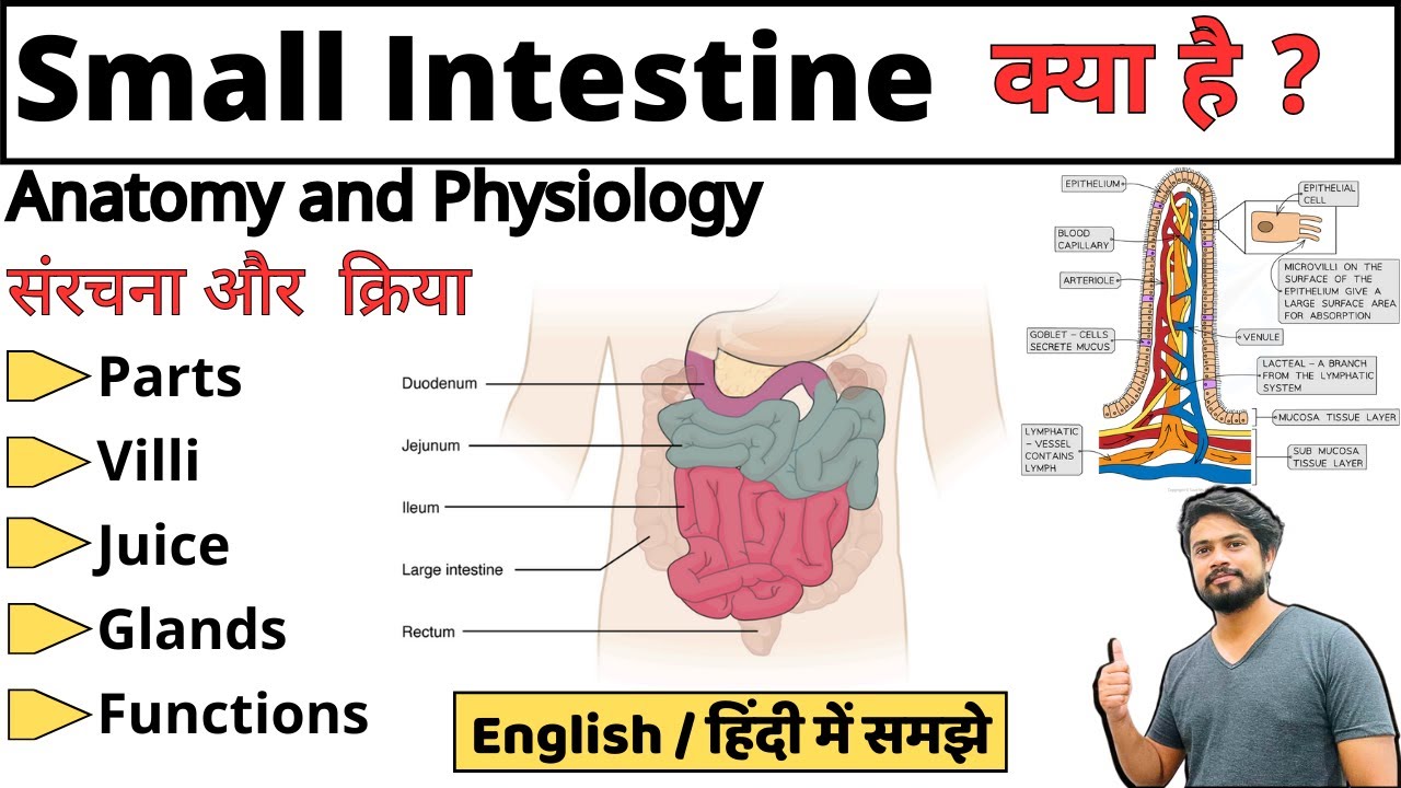 Small Intestine (छोटी आंत) | Parts - Duodenum jejunum, ileum | Bowel Anatomy and Physiology