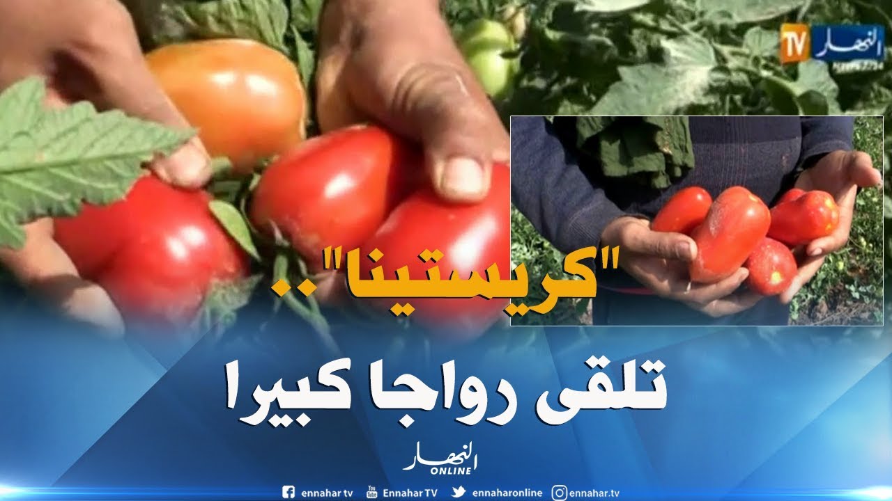 غليزان/ كريستينا...نوع من الطماطم الصناعية تلقى رواجا لدى الفلاحين