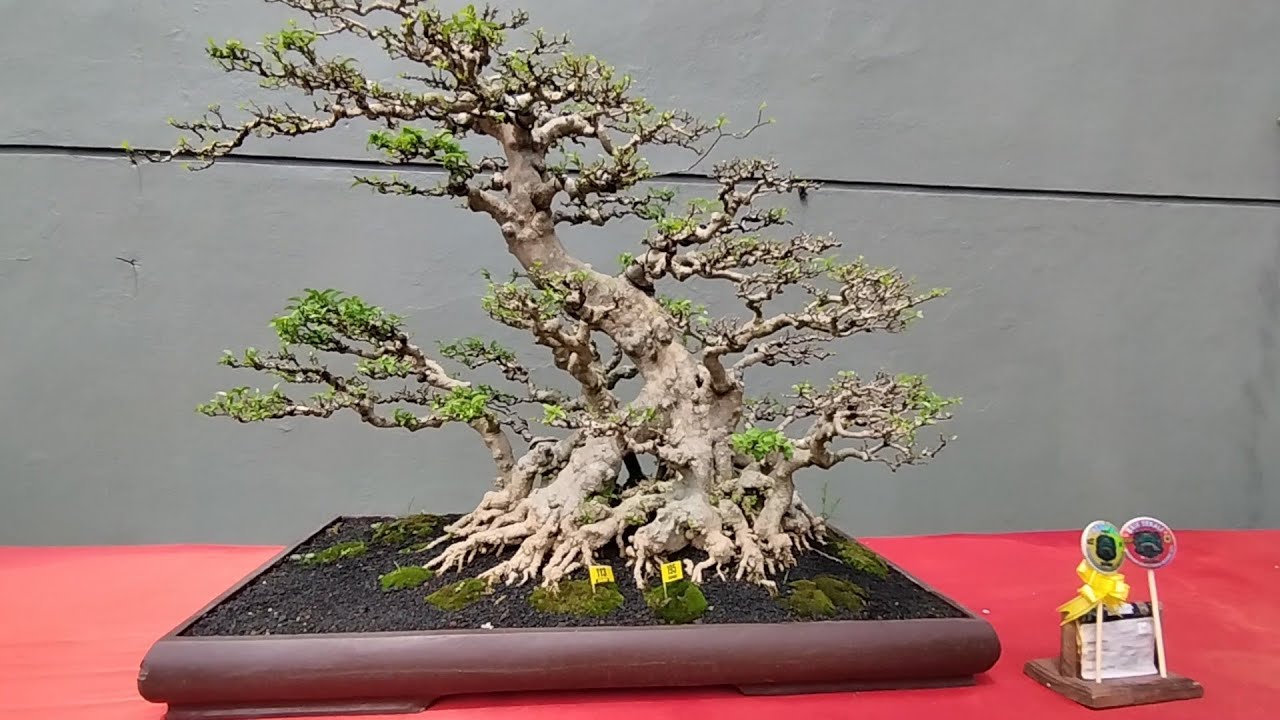 LENGKAP !!! Juara Kontes Bonsai Java Master 2025 di Pati BEST TEN BEST IN CLASS