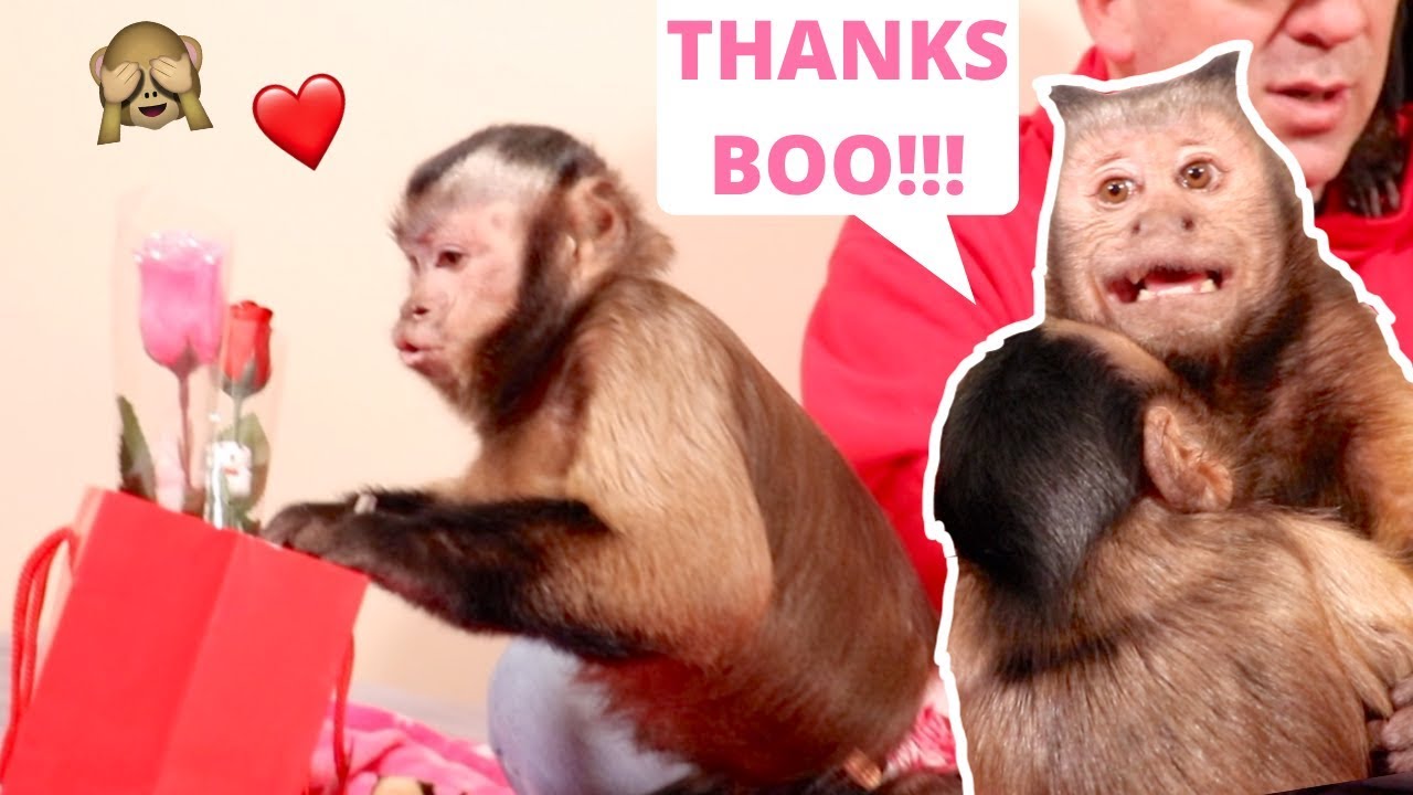 Monkey Lovers Celebrate Valentines Day!