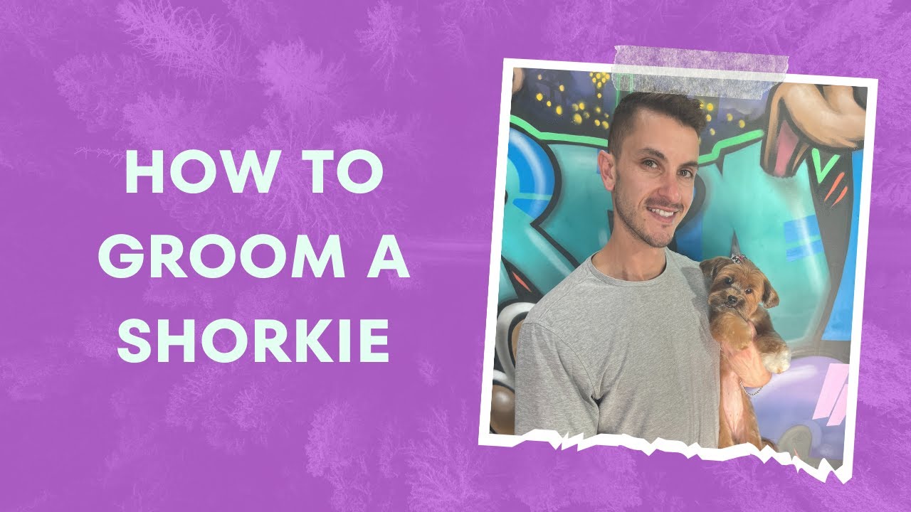 How to Groom a Shorkie