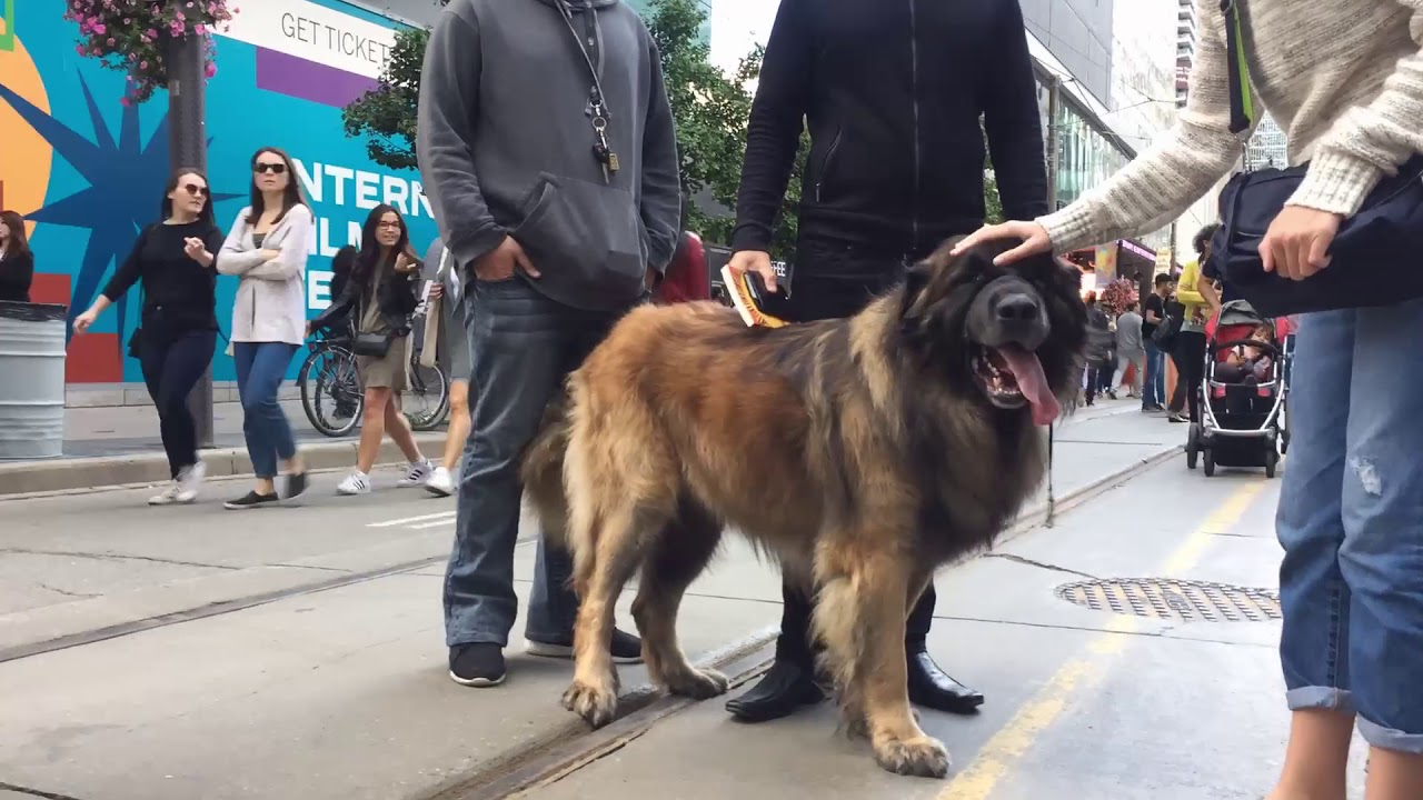 TIFF 2019 | Leonberger Experience