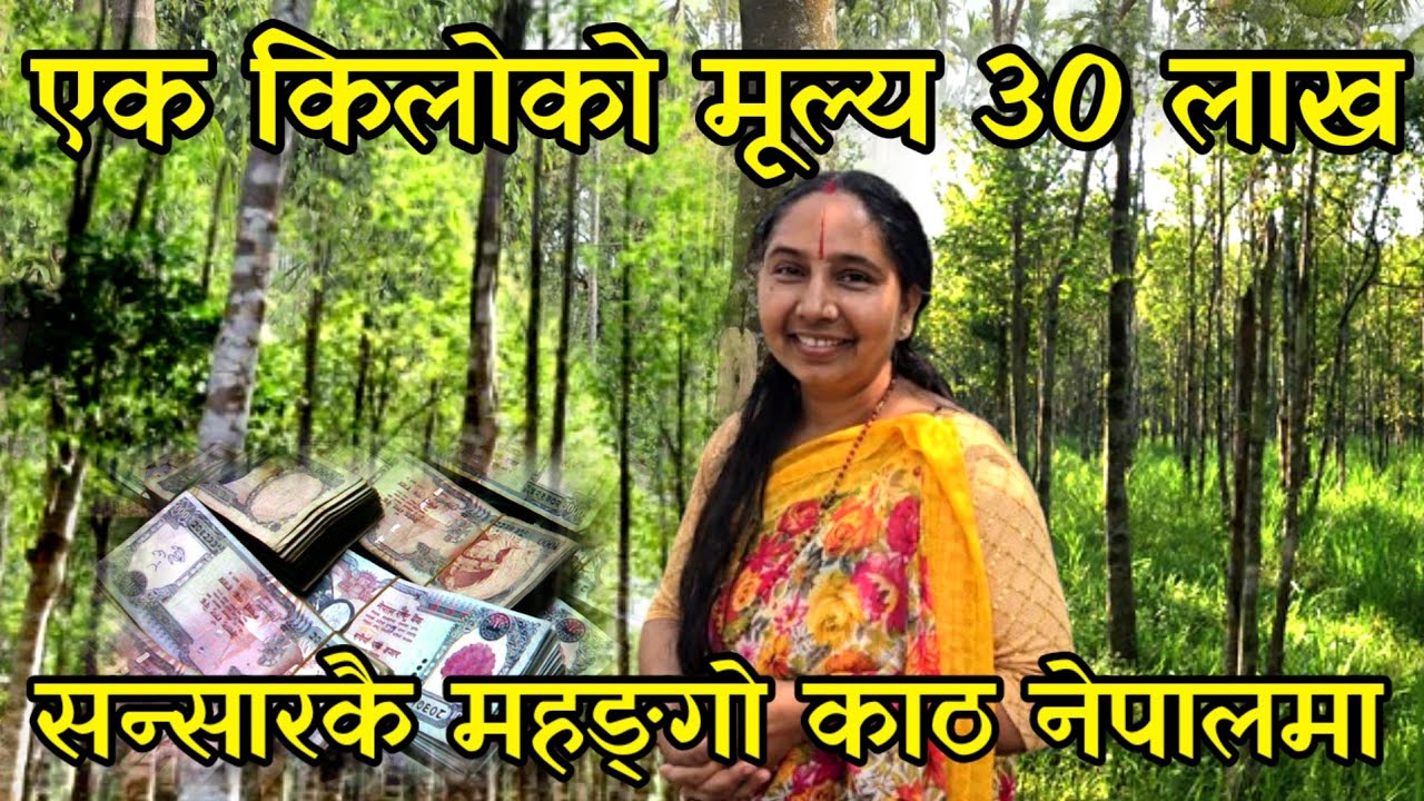 सन्सारकै महङ्गो जडिबुटी खेति, किलोकै 30 लाख पर्ने अगरको खेती गर्ने महिला कृषक agar farming