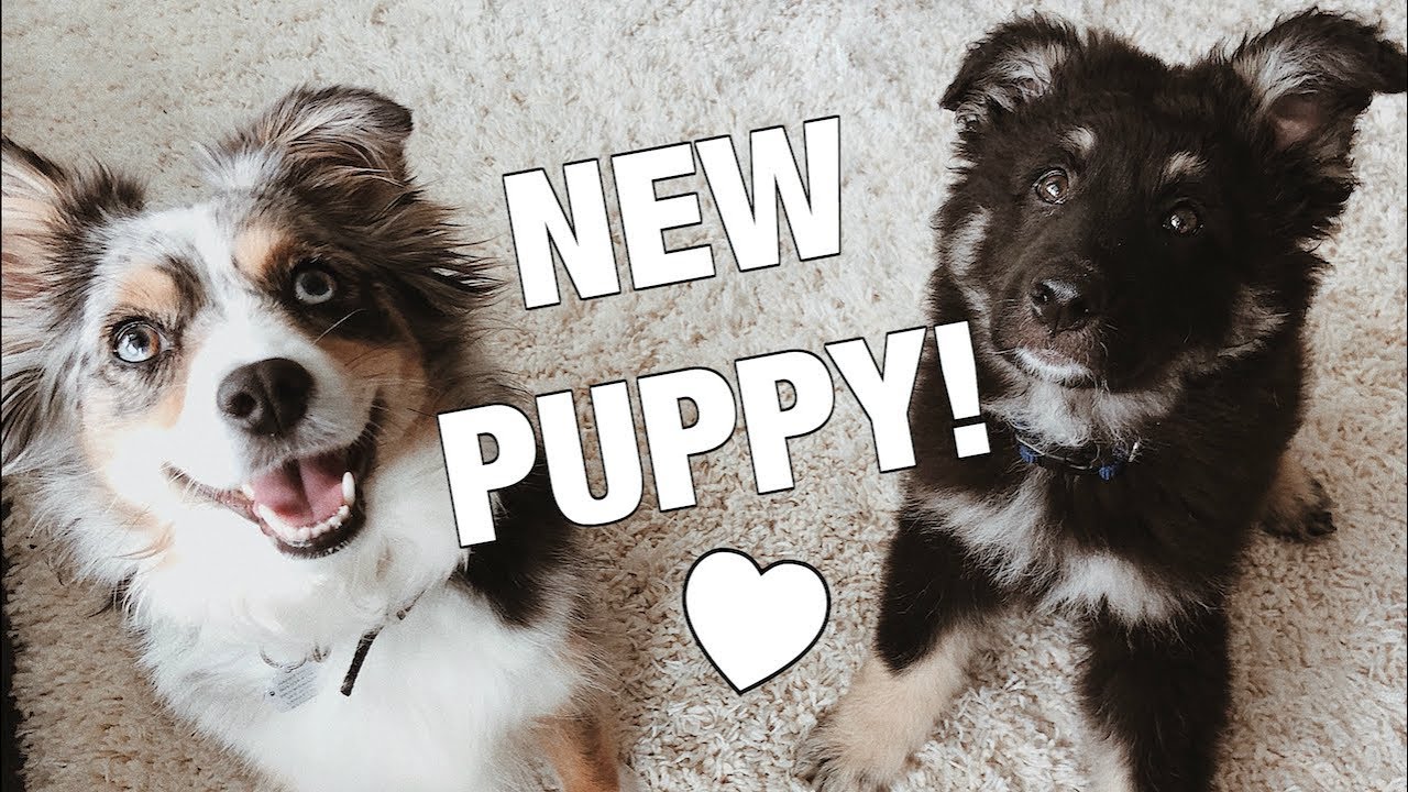 A Day In The Life With Dogs + Funny Moments