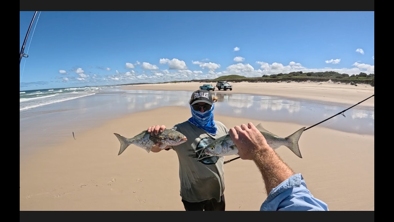 catching monster tailor beach fishing !!!