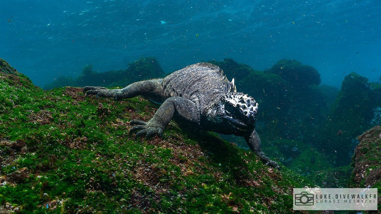 Wyspy Galapagos – Republika zwierząt