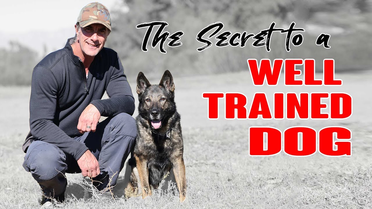 The Secret to a Well Trained Dog