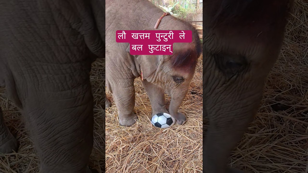 लौ ख​त्त​म पुन्टुरी ले ब​ल फुटाइन् #youtube #funny #animals #shortsviral