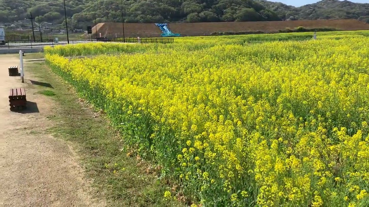 道の駅笠岡ベイファーム菜の花畑　4／10