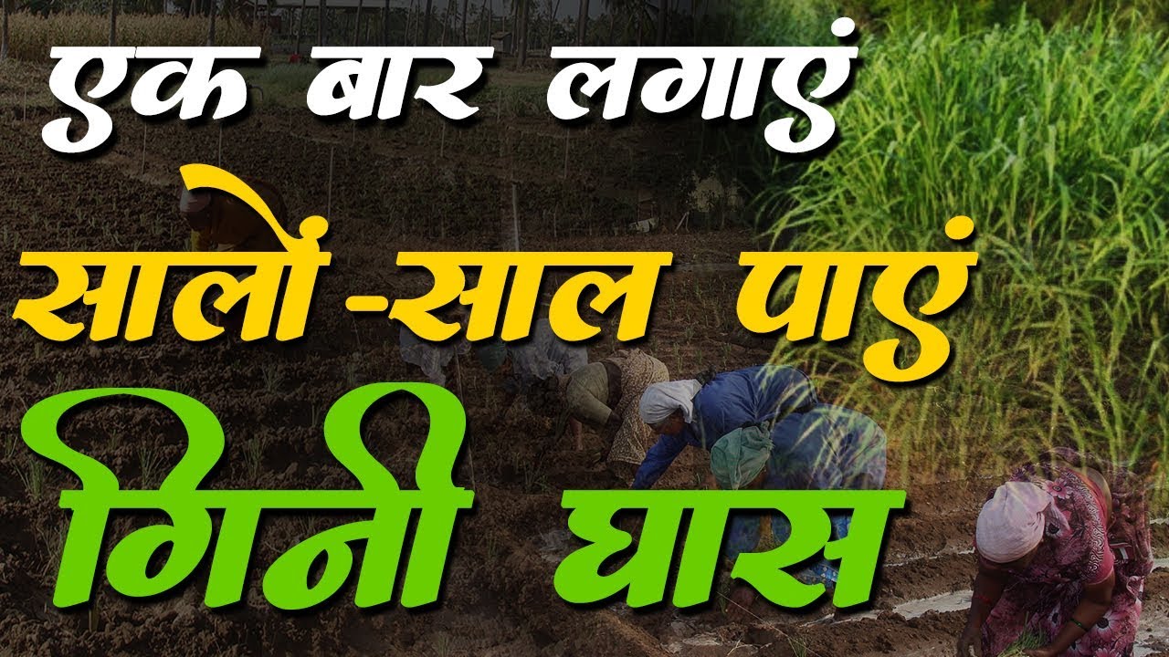 Guinea Grass Farming | बहुवर्षीय चारा गिनी घास | Chara | Gini Ghas