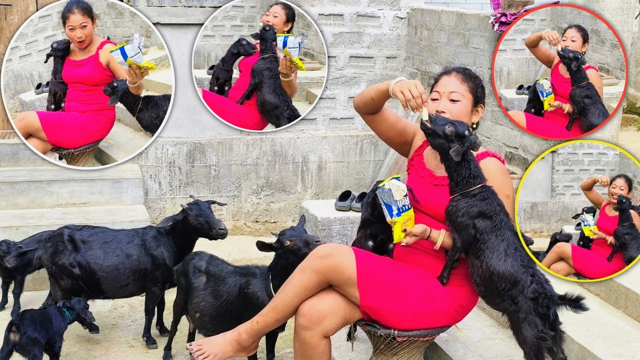 Hungry Goats Attack Food 😂🐐
