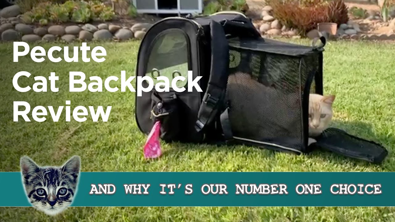 Pecute Cat Carrier Backpack Review : What My Cats Think Of It!