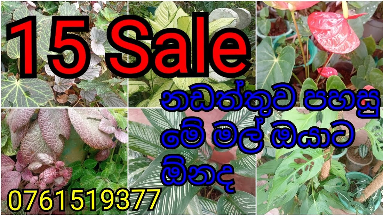 නඩත්තුව පහසු මේ මල් ඔයාගෙ මිදුලට ලස්සනද 0761519377 Call or message #garden #gardening #plants 😎🌸
