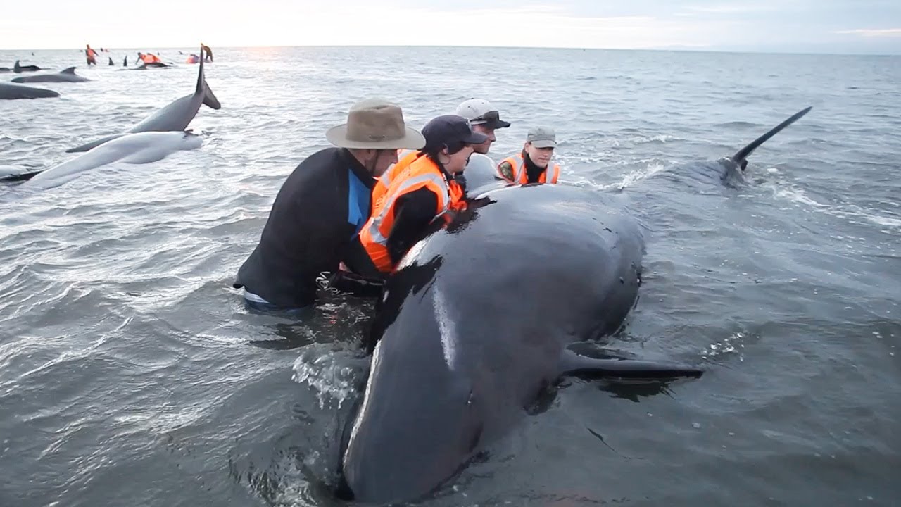 Can These Trapped Whales be Saved? I BBC Earth Witness I BBC Earth