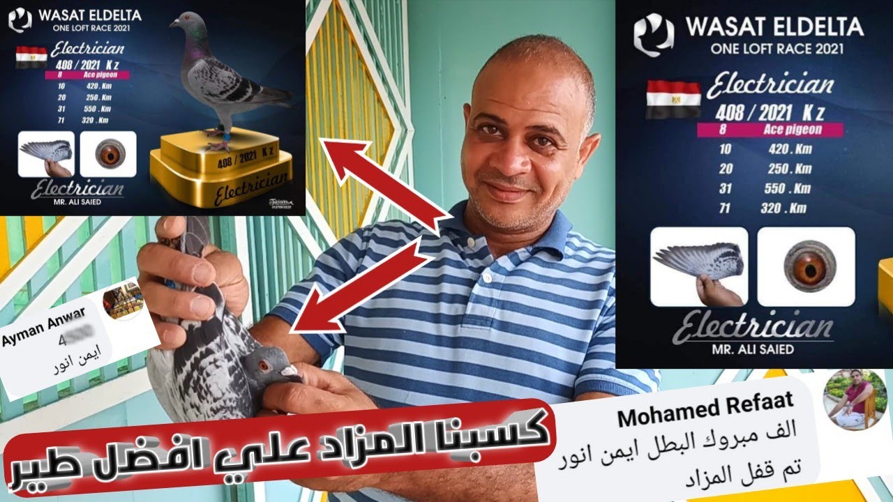 كسبنا مزاد افضل طير في نقطه وسط الدلتا ربنا يبارك لينا وليكم❤️❤️