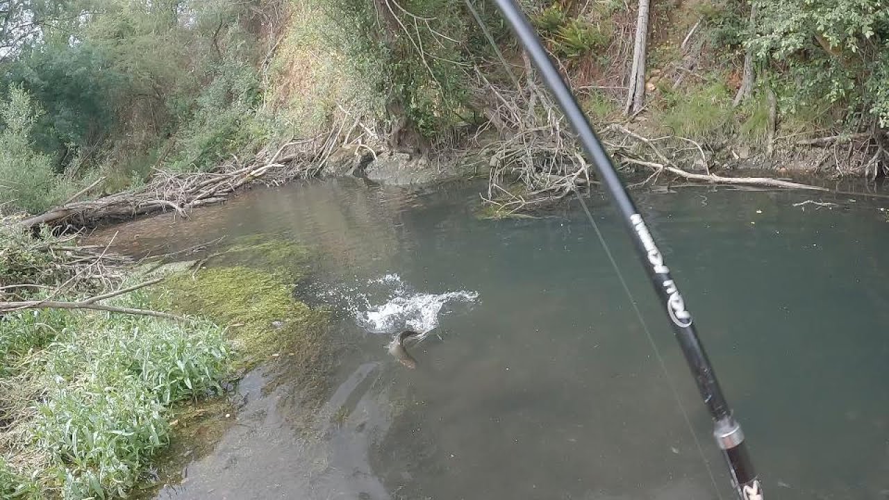 Pesca con Vinílo y Ninfas | La ciénaga | 2022 | Primera Jornada