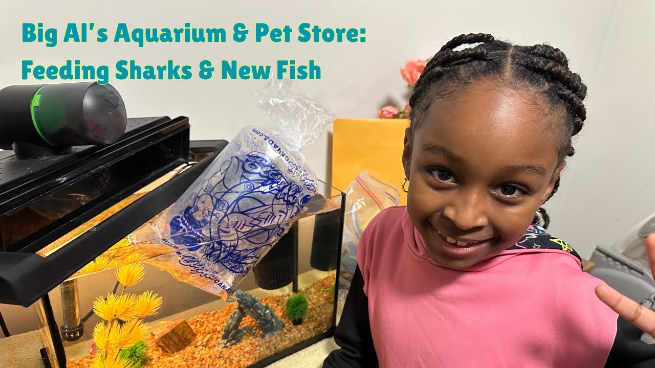 Big Al's Aquarium & Pet Store |Feeding Sharks| New Fish