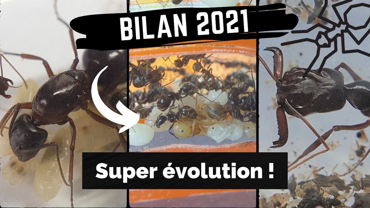 BILAN 2021 de mon élevage de FOURMIS