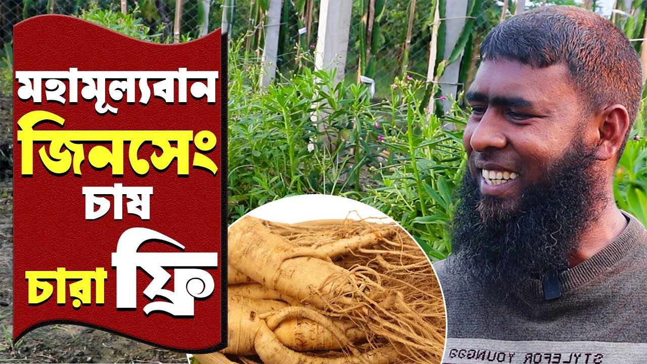 বাণিজ্যিক ভাবে ১ একরে মহামূল্যবান জিনসেং চাষ - কতটা লাভজনক | জিনসেং চাষ পদ্ধতি | Ginseng Farming