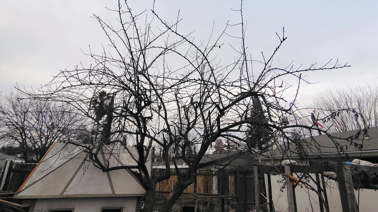 Fruit Tree Garden Tour #winter #garden #fruitTree #video