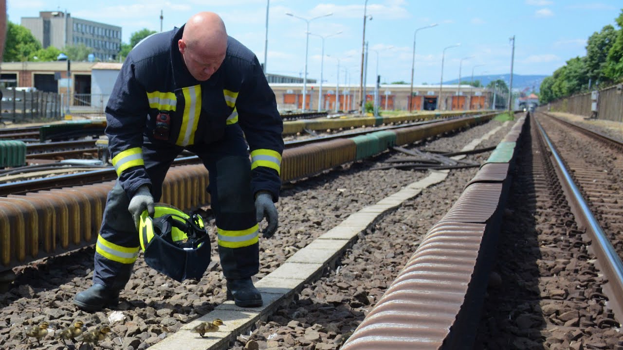 Kiskacsák mentése a metró síneiről | TŰZOLTÓK MUNKA KÖZBEN