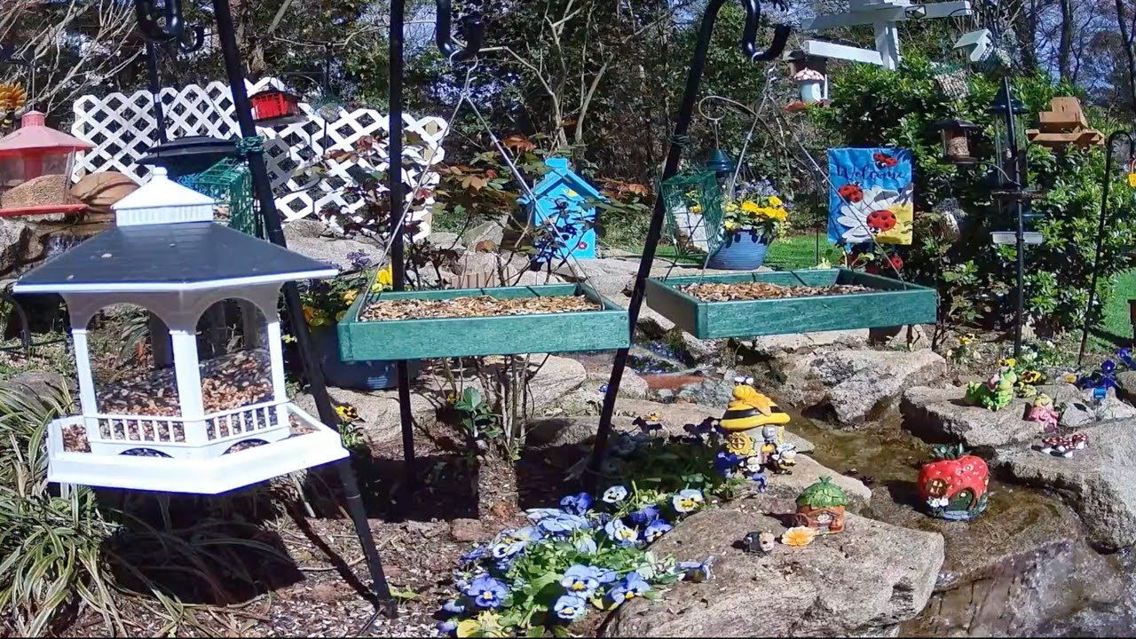 LIVE Backyard Bird & Waterfall Cam 🐦🌿 | Stormy Sunday, Smart Crows & Garden Wildlife