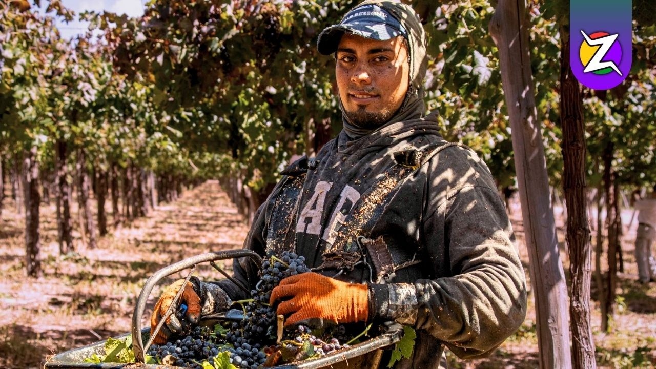 🍷 Vendimia, Chaya y topamiento: así se vive La Rioja en Bodega Valle de la Puerta