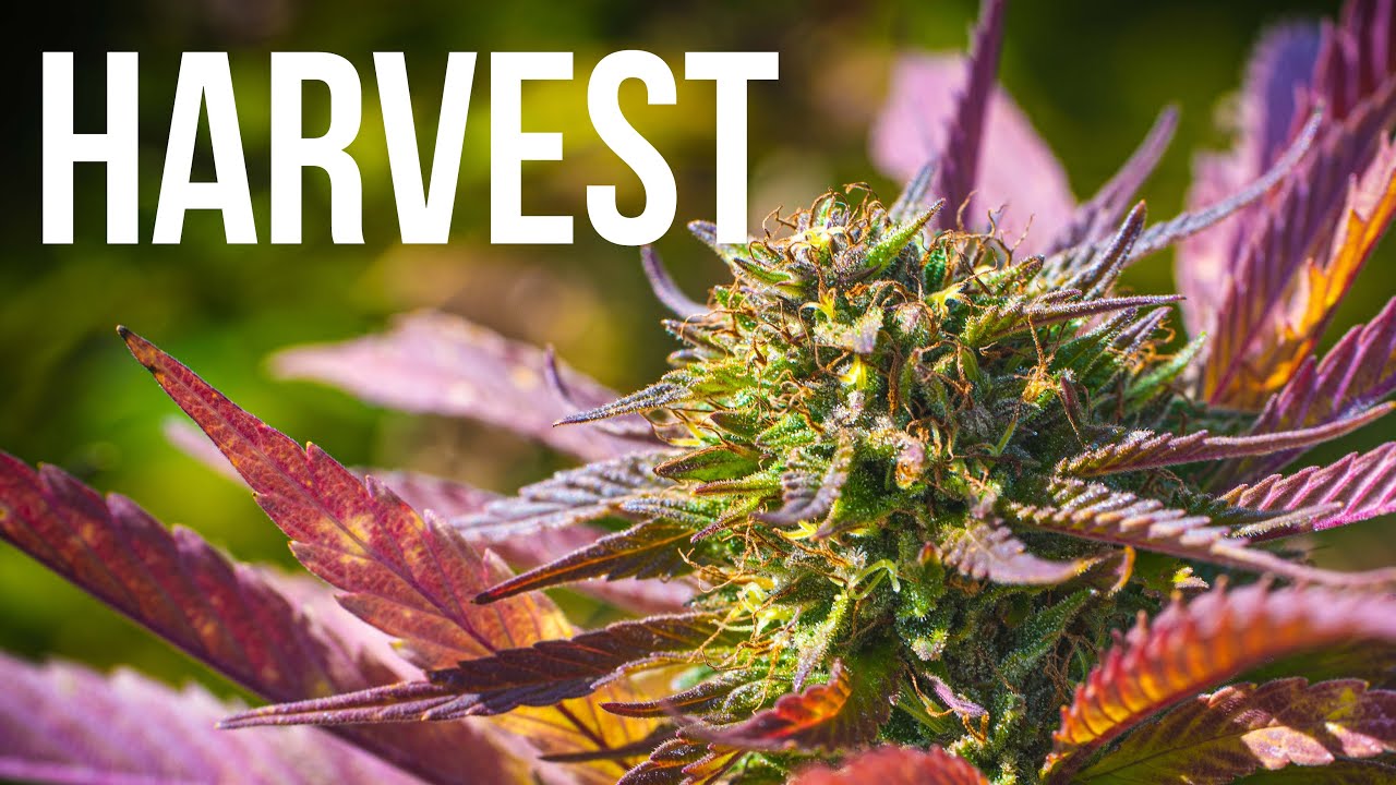 Getting ready to harvest at our craft cannabis farm