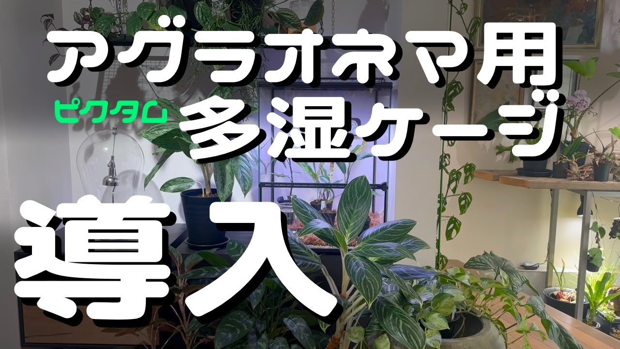 【アグラオネマ多湿ケージ】デカくなって困ってる方へ
