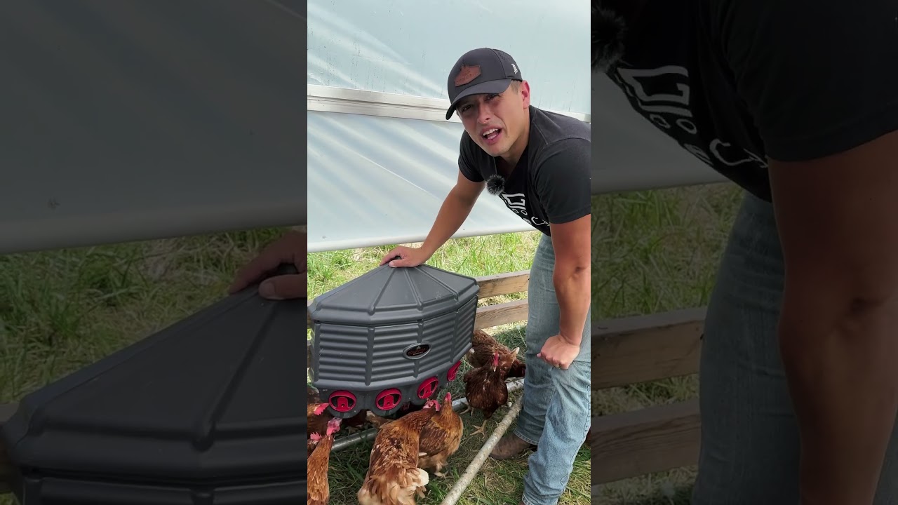 Effortless Feeding & Watering: Our Favorite New Coop Setup