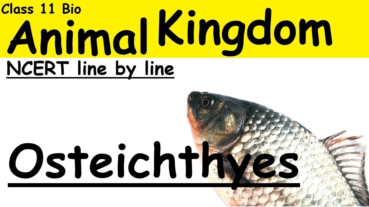 Class Osteocytes || AnimalKingdom NCERT line by line #ncertlinebyline