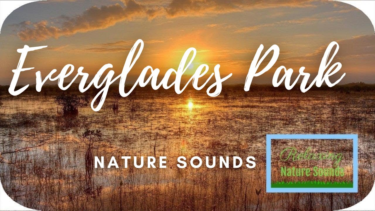 🏞️ Florida Everglades National Park Frogs Sound for Stress Relief, Study Relaxing Nature Sounds