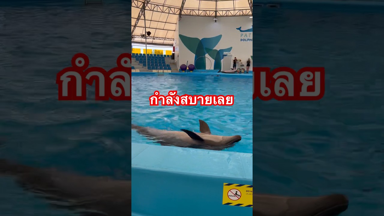 #โลมา #dolphin #lenyaichannel #เปิดซิง #พัทยา