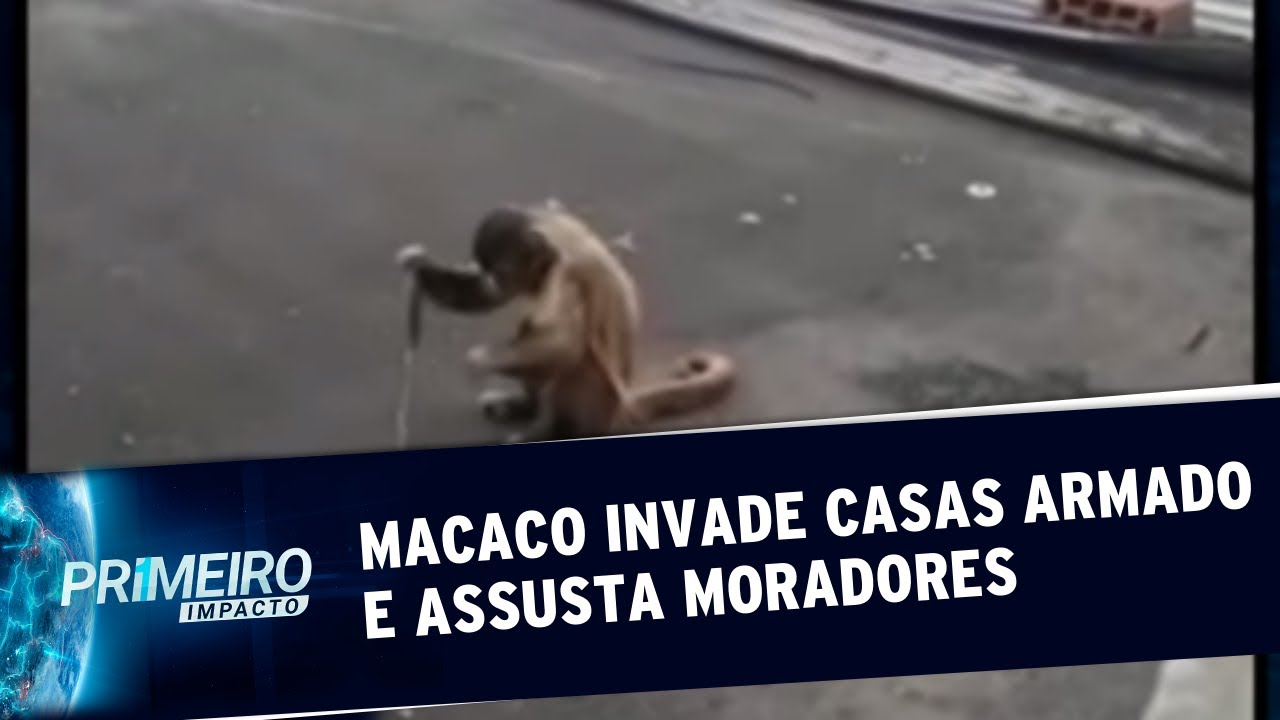 Ladrão inusitado aterroriza moradores da zona leste de São Paulo | Primeiro Impacto (01/11/19)