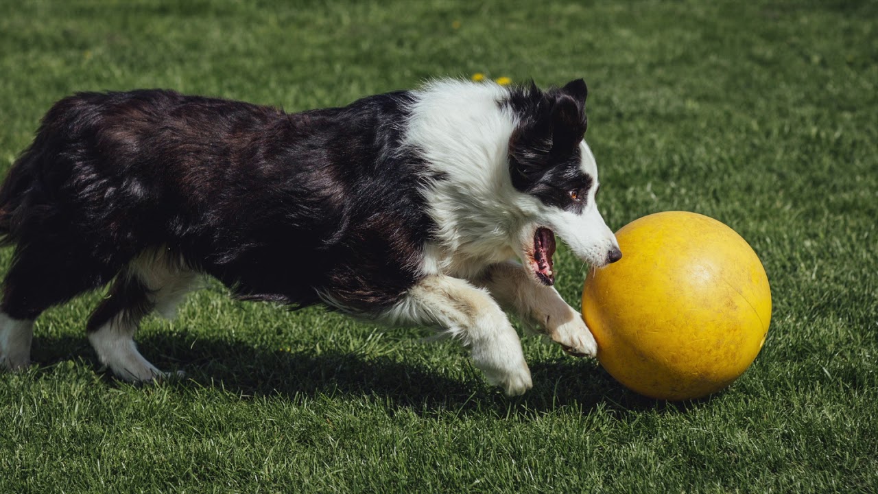 Running Dogs - Treibball