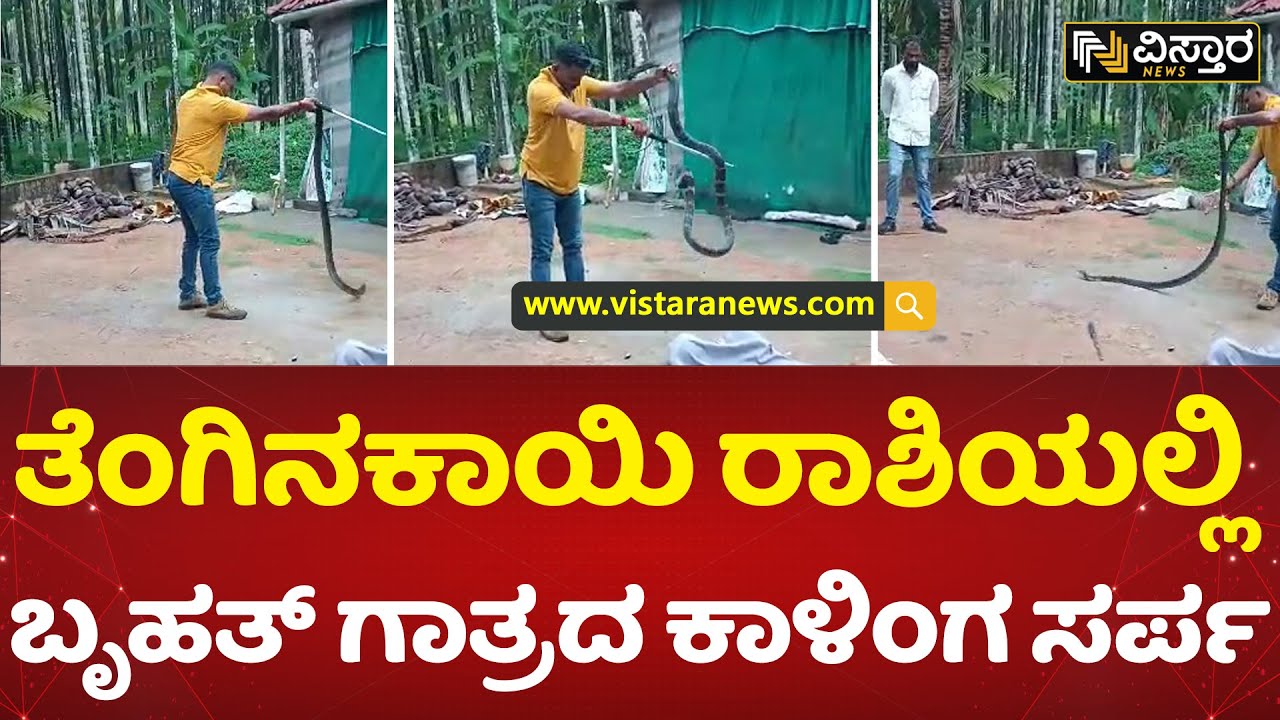 ಕಾಳಿಂಗ ಸರ್ಪವನ್ನು ರಕ್ಷಣೆ ಮಾಡಿದ ಸ್ನೇಕ್ ಅಶೋಕ್ | Belthangady | King Cobra | Vistara News