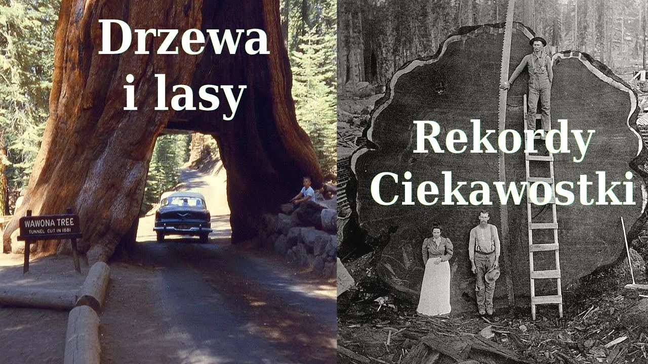 Drzewa i lasy - rekordy i interesujące fakty, oraz jak pozbyć się smogu