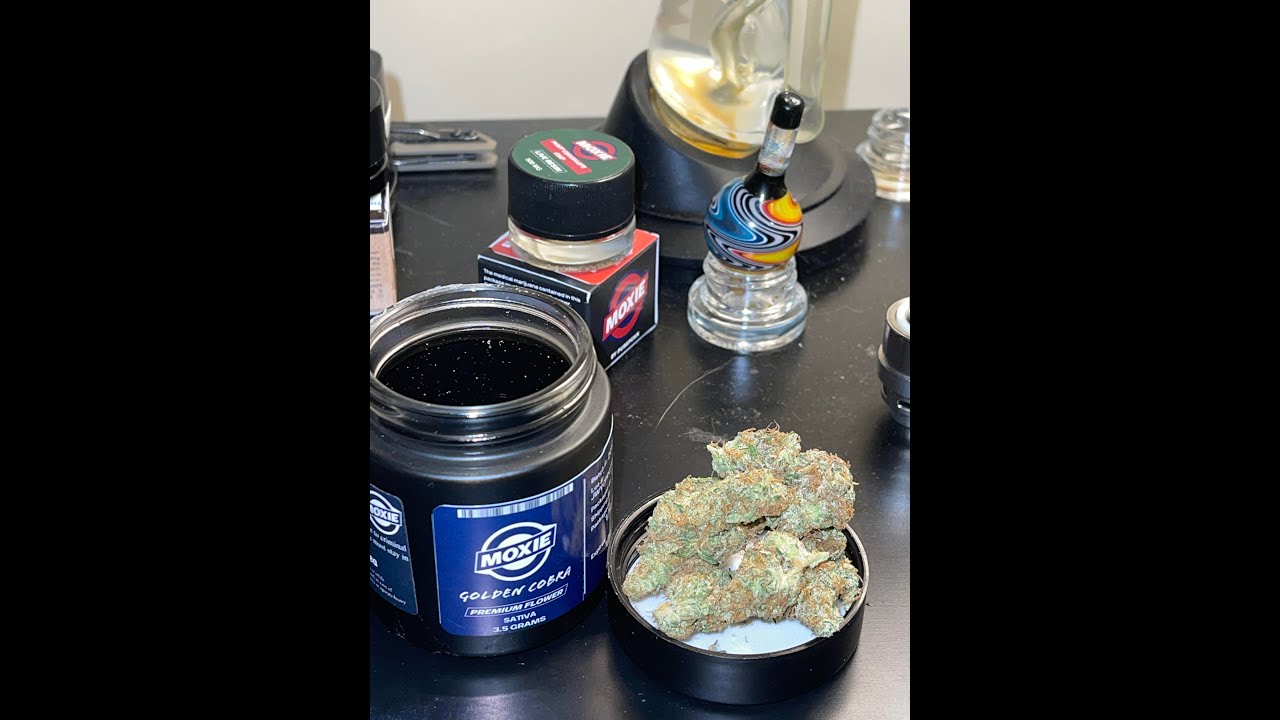 MOXIE - Golden Cobra **FLOWER**- Pines Trees Cannabis Reviews