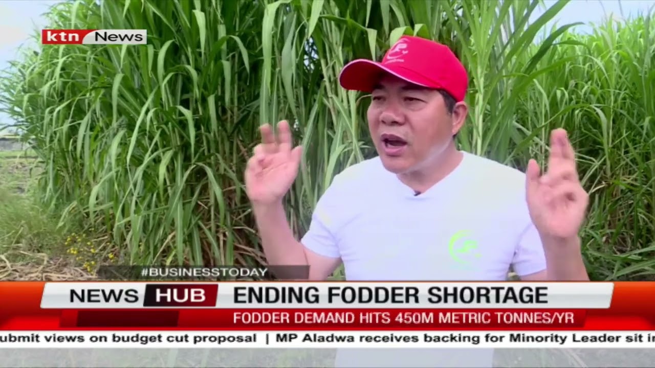 Chinese Businessman's High-Protein Grass Set to Alleviate Fodder Shortages
