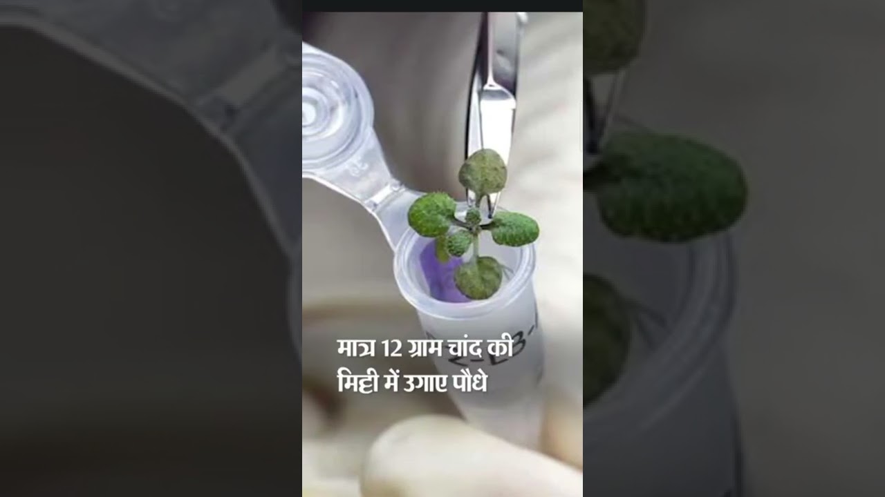 Chand per uge plants 🌱🌱/😯😯/MSB facts  #Shorts