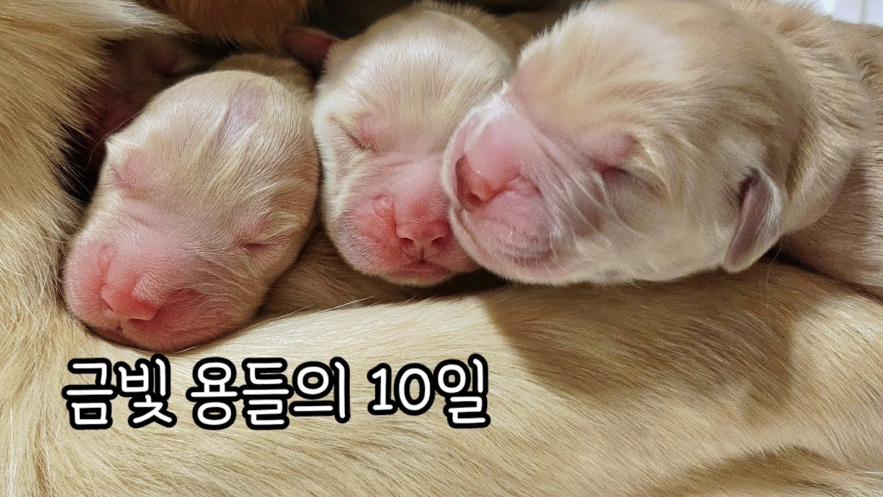리트리버 새끼 강아지 생후 10일간의 기록 갑진년 드레곤즈 탄생