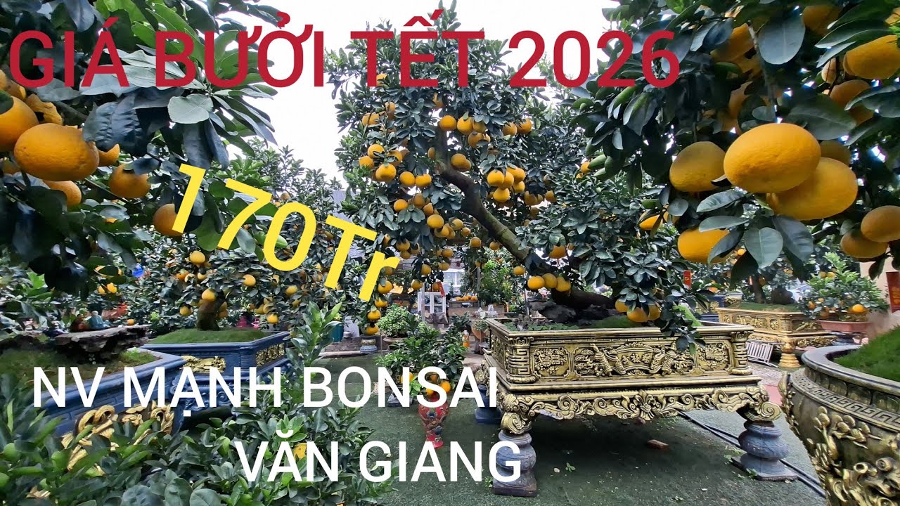 BÁO GIÁ BƯỞI CHƠI TẾT 2026 GIÁ 1,70 Tr SIÊU QUẢ SIÊU NV MẠNH BONSAI VĂN GIANG 