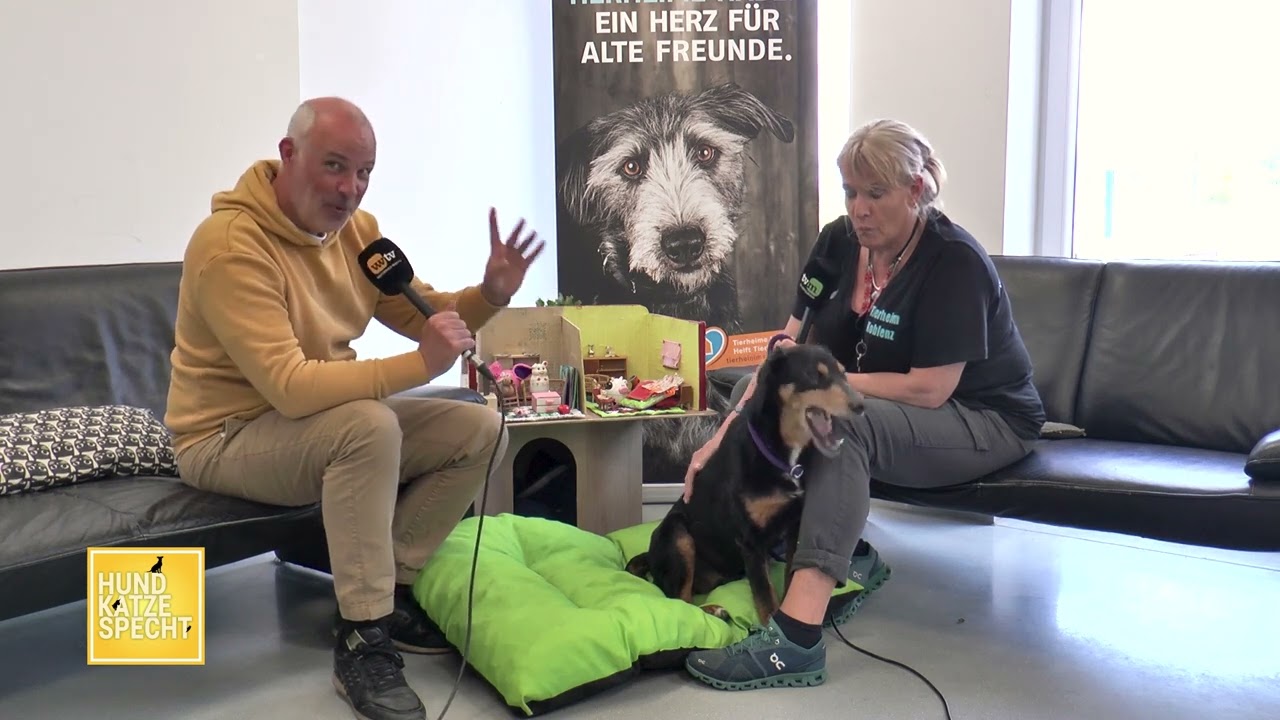 Hund Katze Specht aus dem Tierheim Koblenz