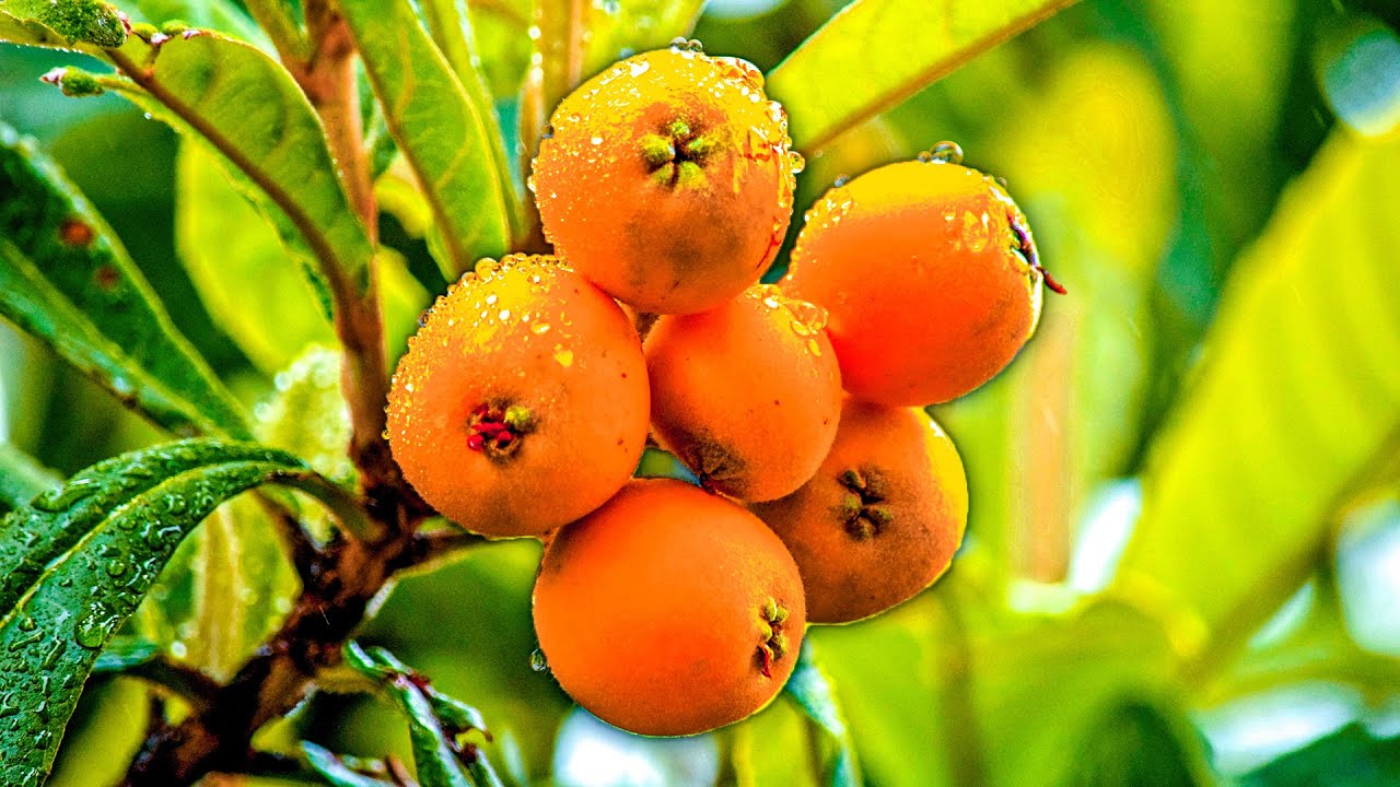 FAIRE POUSSER un N&Eacute;FLIER du JAPON en Pot &agrave; Partir d'un Fruit