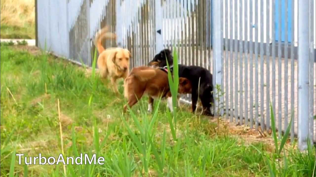 Hondengedrag (Dog Behavior)