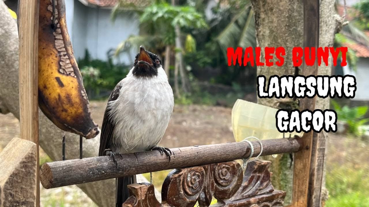SUARA BURUNG KUTILANG GACOR FULL ISIAN JUARA UNTUK MASTERAN KUTILANG, MUDAH DITIRU SEMUA KUTILANG 5