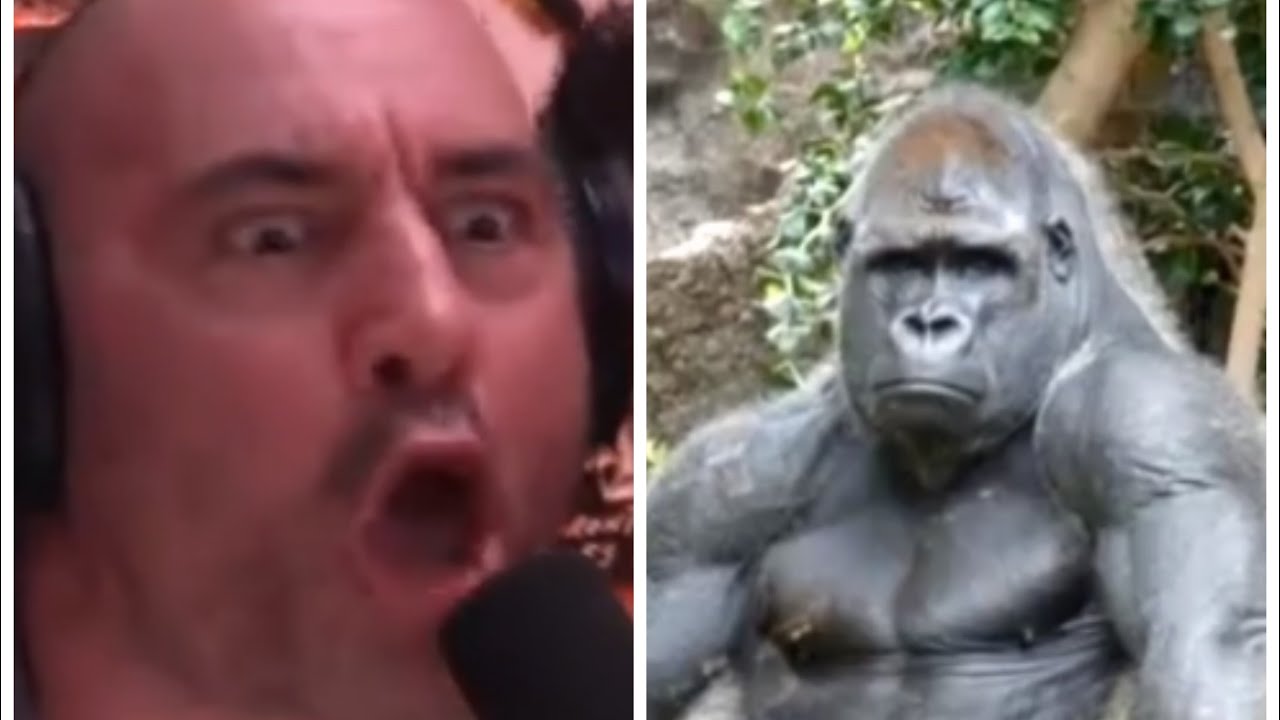 The Greatest 7 Minute Sequence In Joe Rogan Experience History