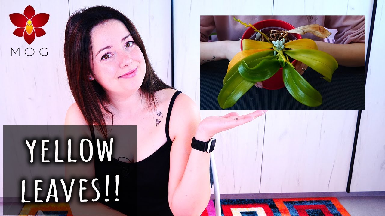 All you need to know about yellow leaves on Orchids - Orchid Care for Beginners