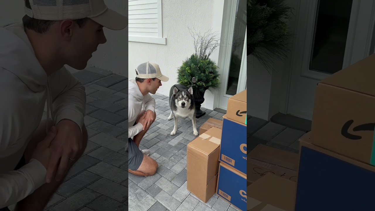 My dogs went on a shopping spree! #dog #dogs #husky #huskies #cute #humor